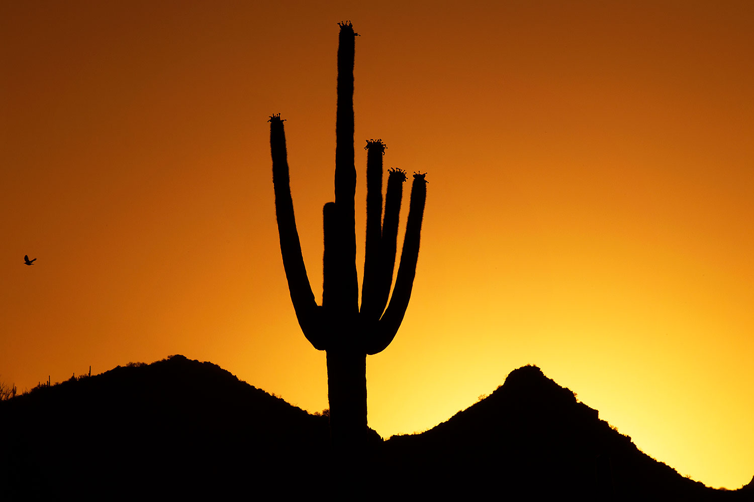 2014-06-19-supers-sunset-1d4_0083