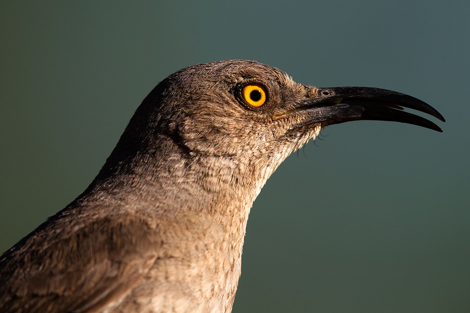 2014 06 29 tucson birds 1dx 4081