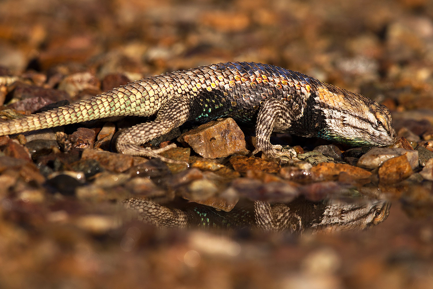 2014-06-29-tucson-lizard_1dx_5163