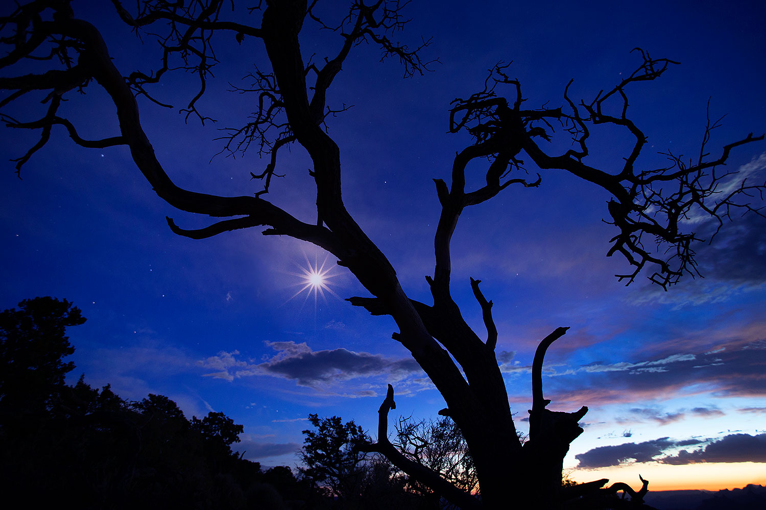 Night tree silhouette at Desert View in Grand Canyon â€¦ July 2014