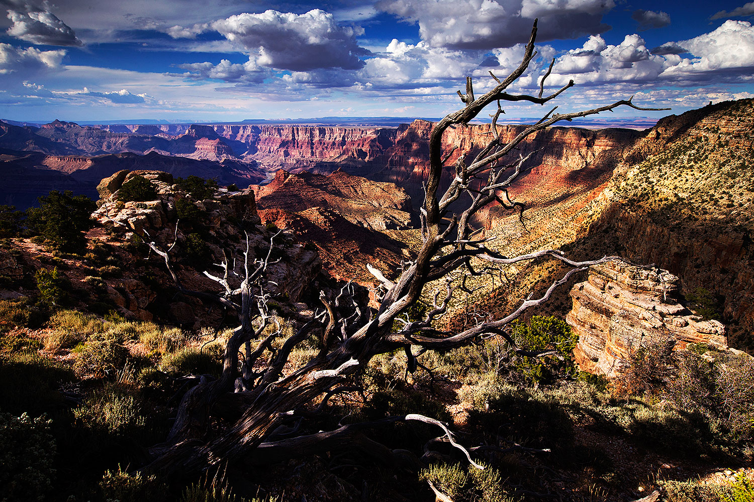 2014-07-05-gc-lipan-tree-1dx_2376