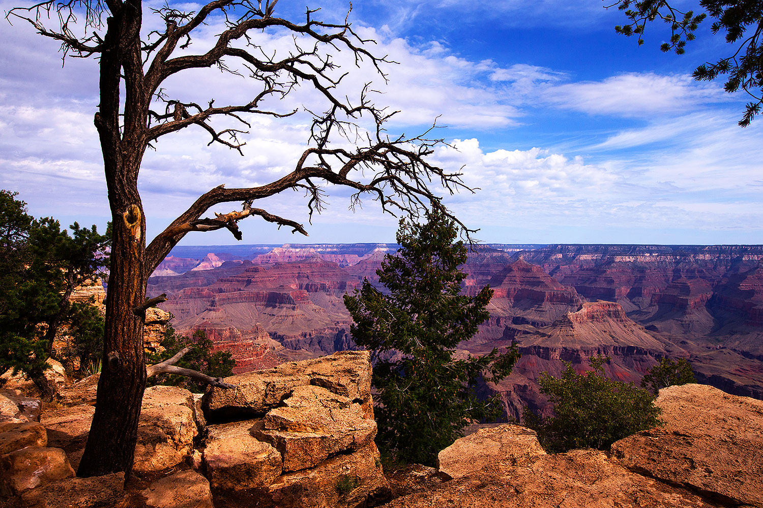 2014-07-07-gc-mather-tree-1dx_1246