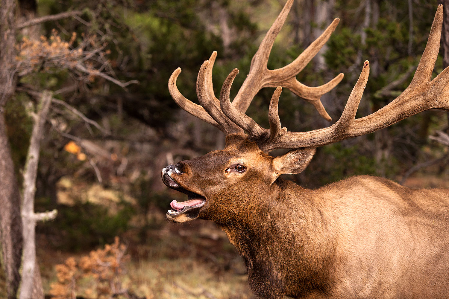 2014 08 12 gc elk 1dx 4370