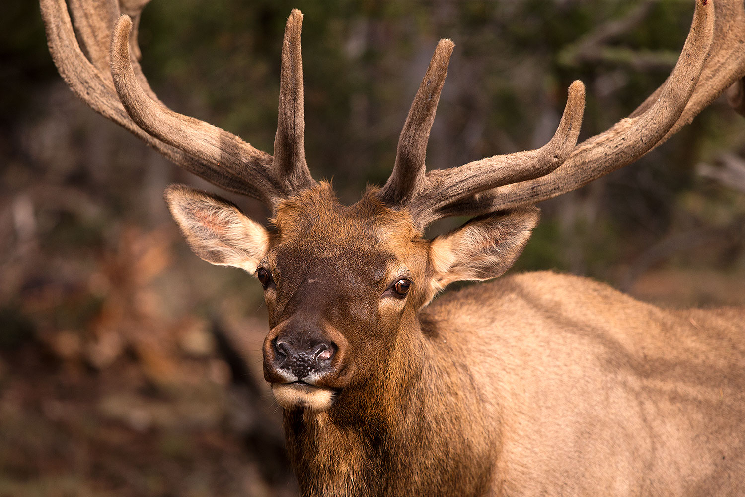 2014 08 12 gc elk 1dx 4397