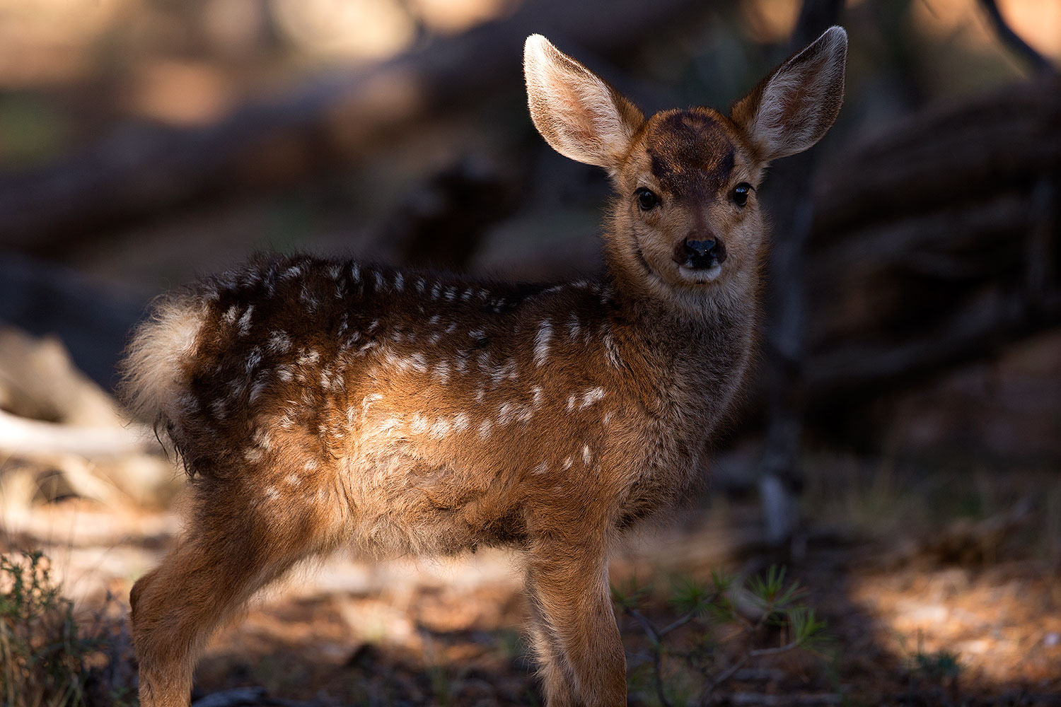2014 08 18 gc fawn 1dx 8691