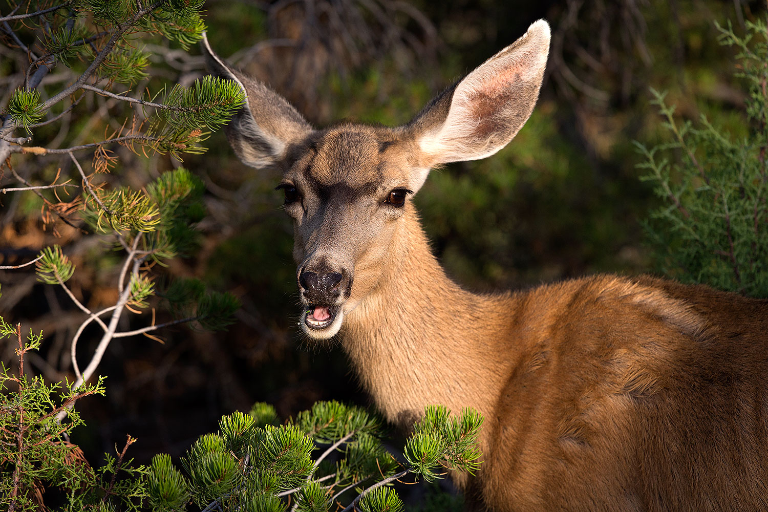 2014 08 30 gc deer 1dx 0444