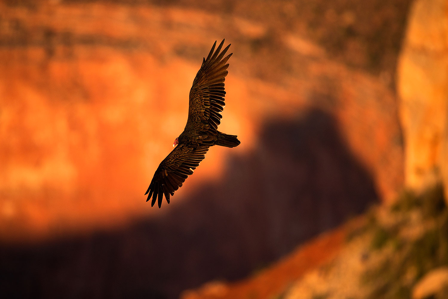 2014 09 01 gc vultures 1dx 2787