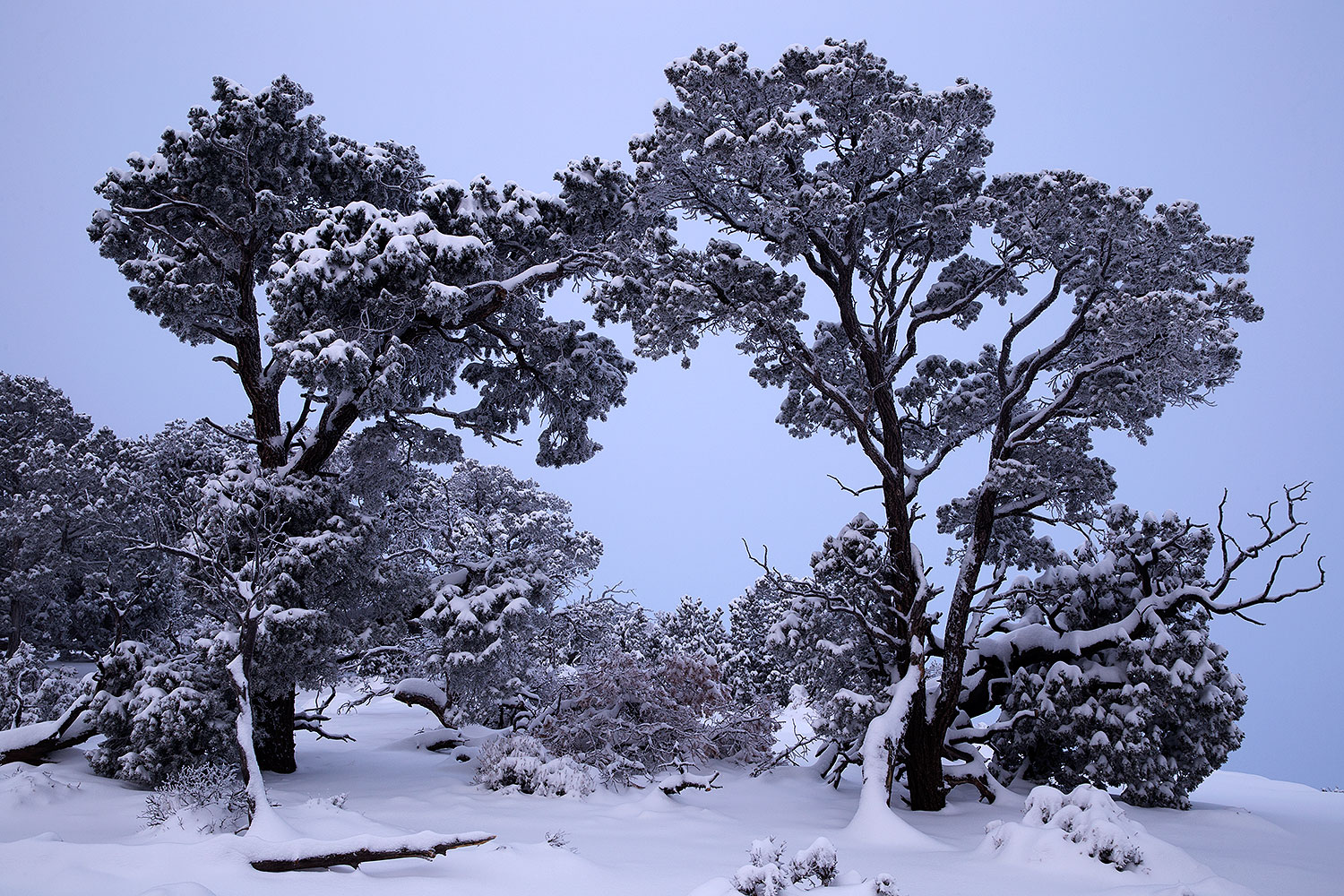 2015-01-01-grand-trees-1dx_0001