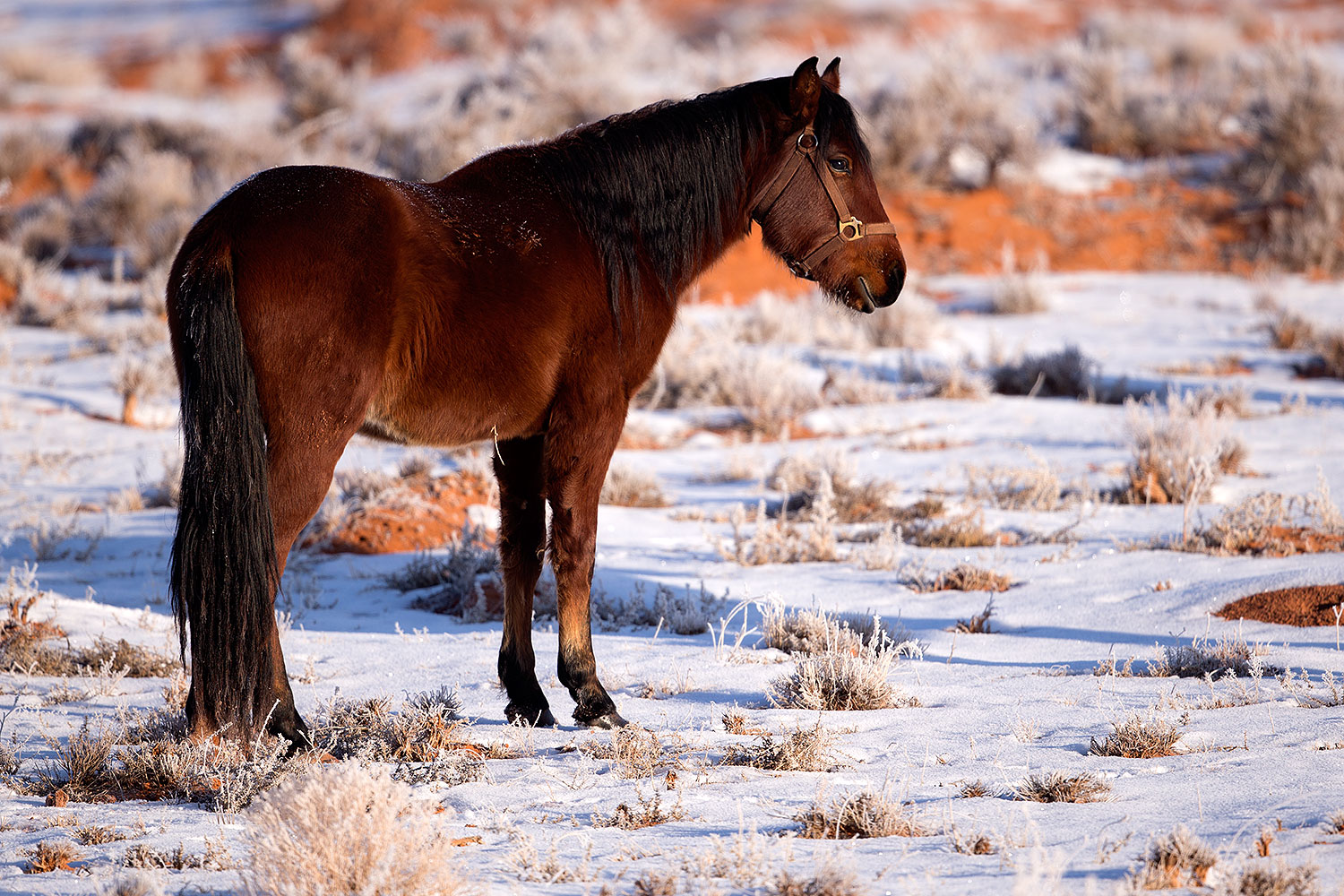 2015-01-09-monvalley-horses-1dx_1072