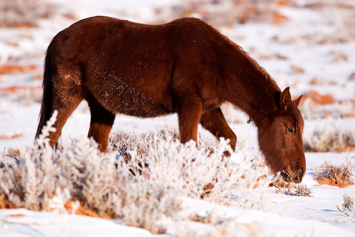 2015-01-09-monvalley-horses-1dx_1149