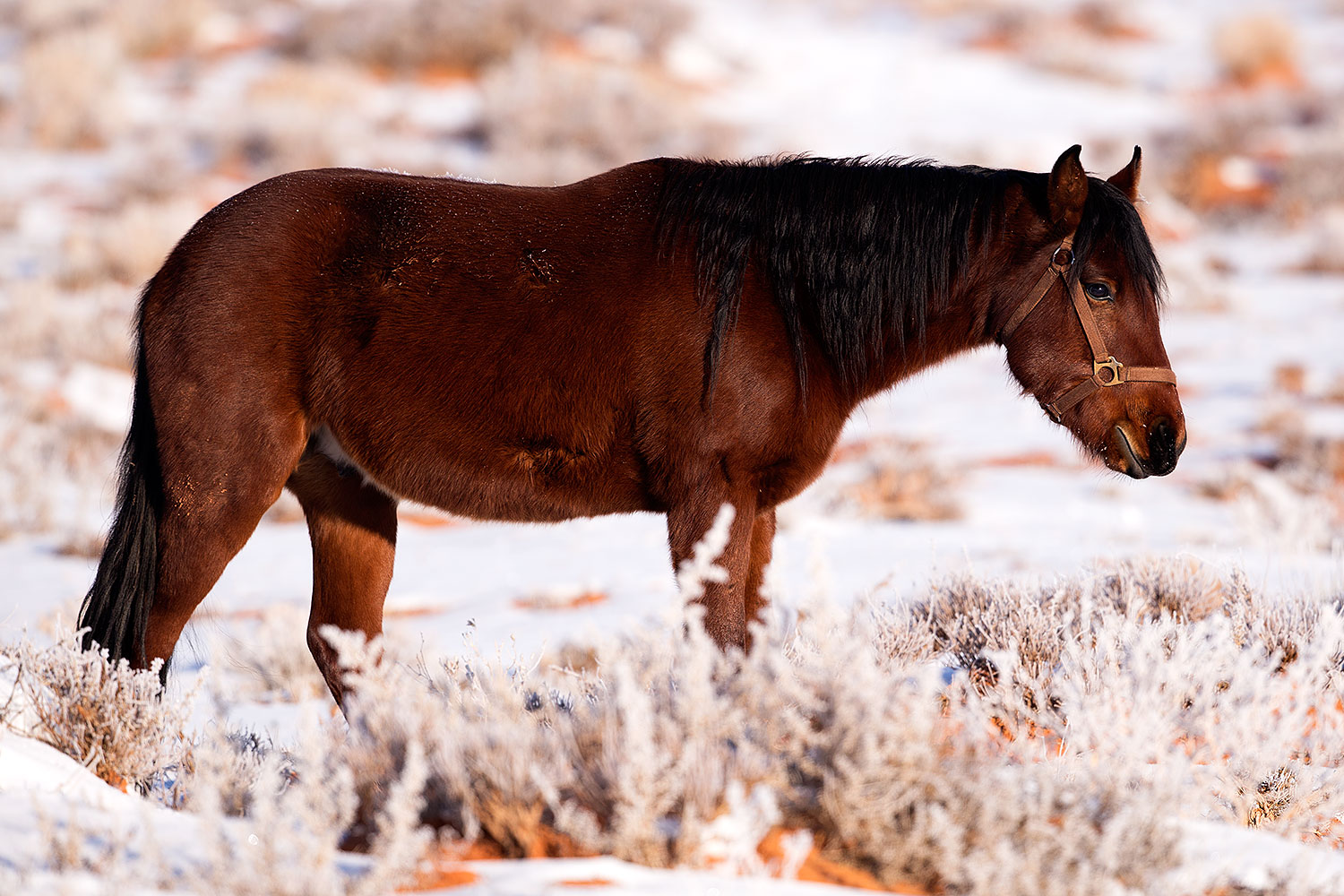 2015-01-09-monvalley-horses-1dx_1154