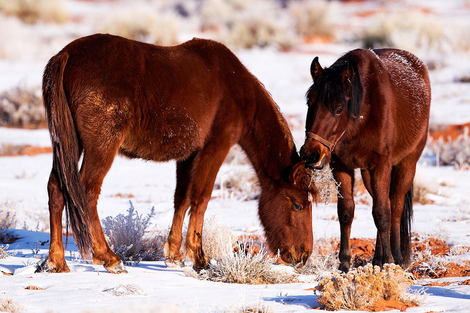 2015-01-09-monvalley-horses-1dx_1223