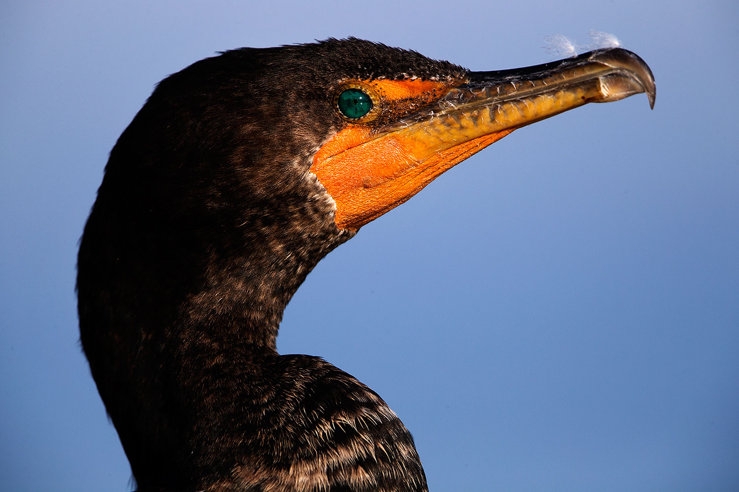 2015 01 19 lajolla cormorants 1dx 3258