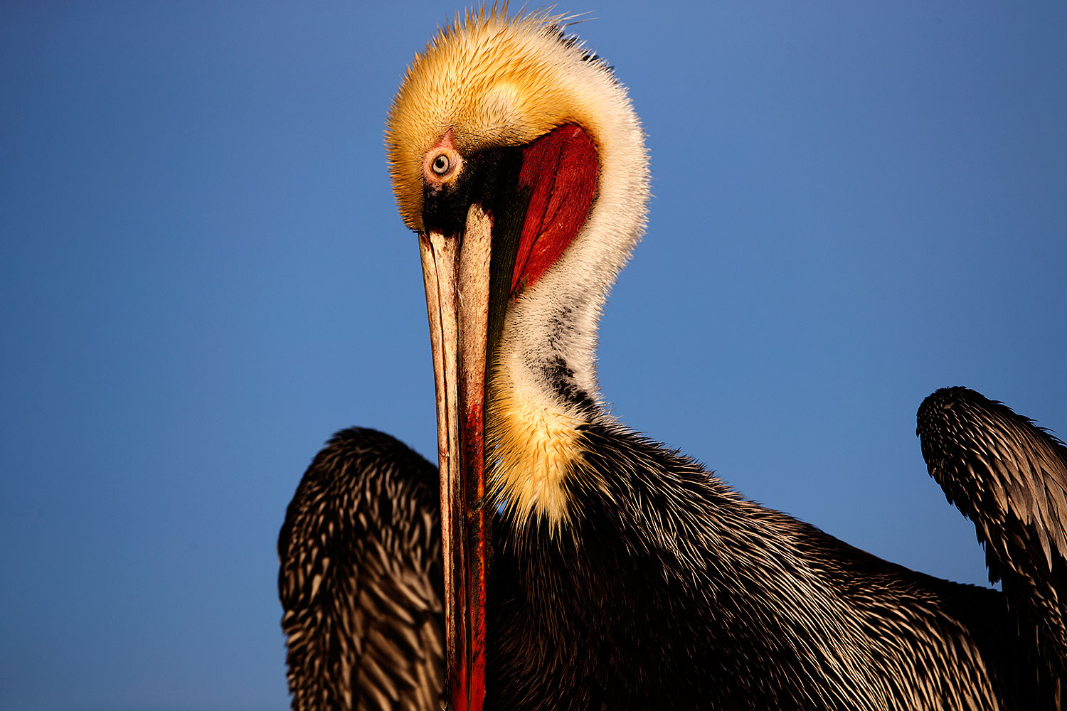 2015 01 19 lajolla pelicans 1dx 2499
