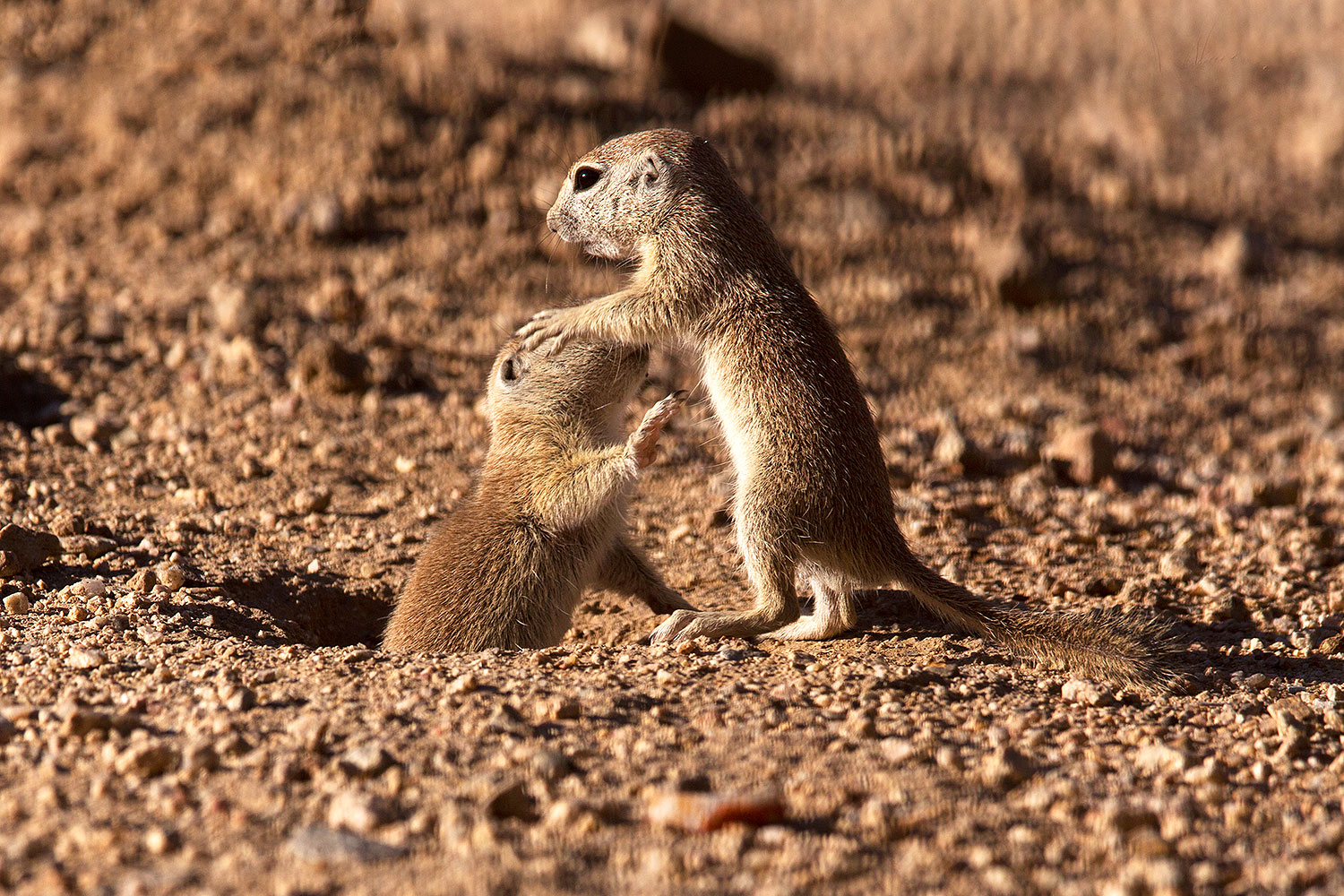 2015 05 10 creatures 2fig 5d3 1170