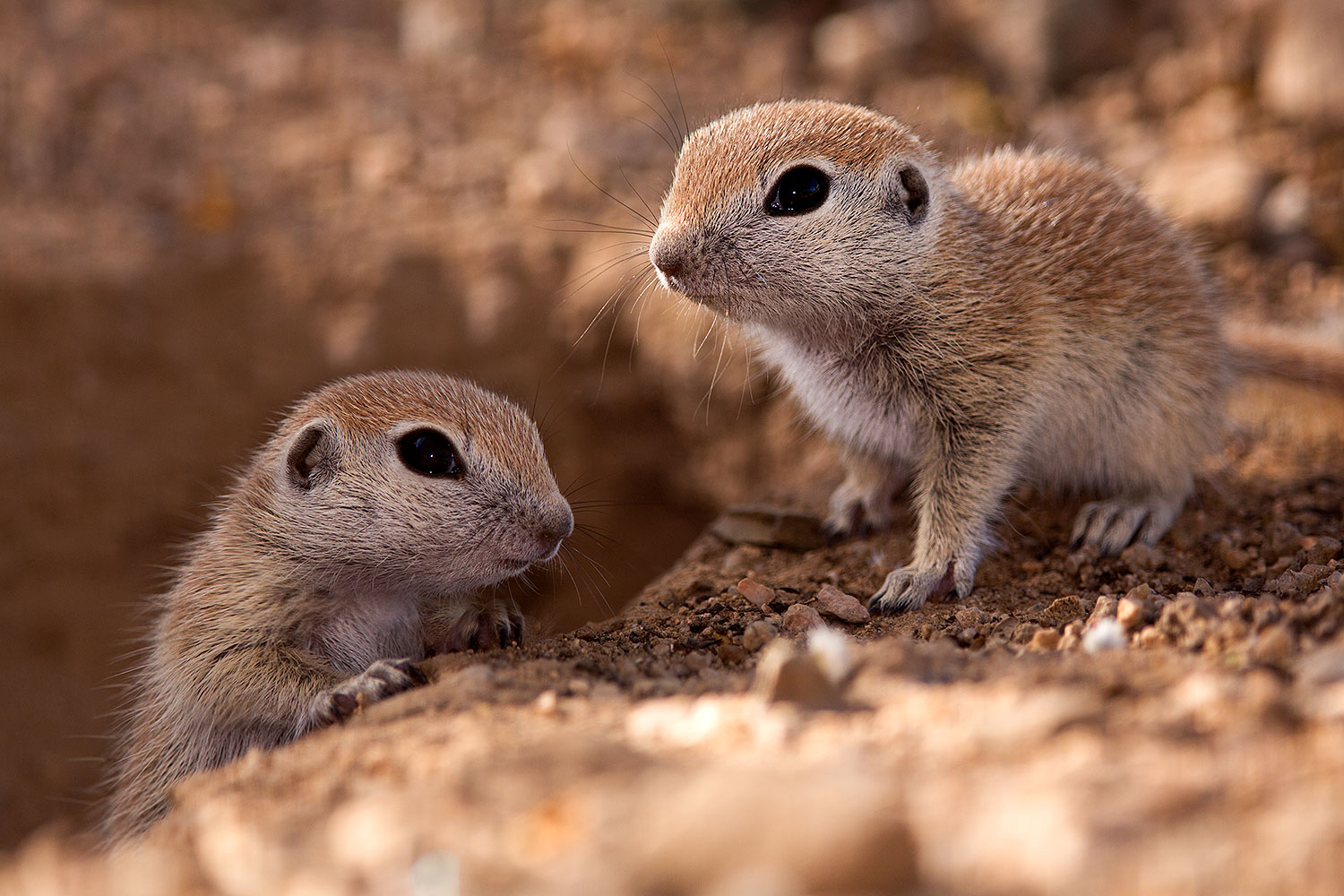 2015 05 10 creatures 60 5d3 0966
