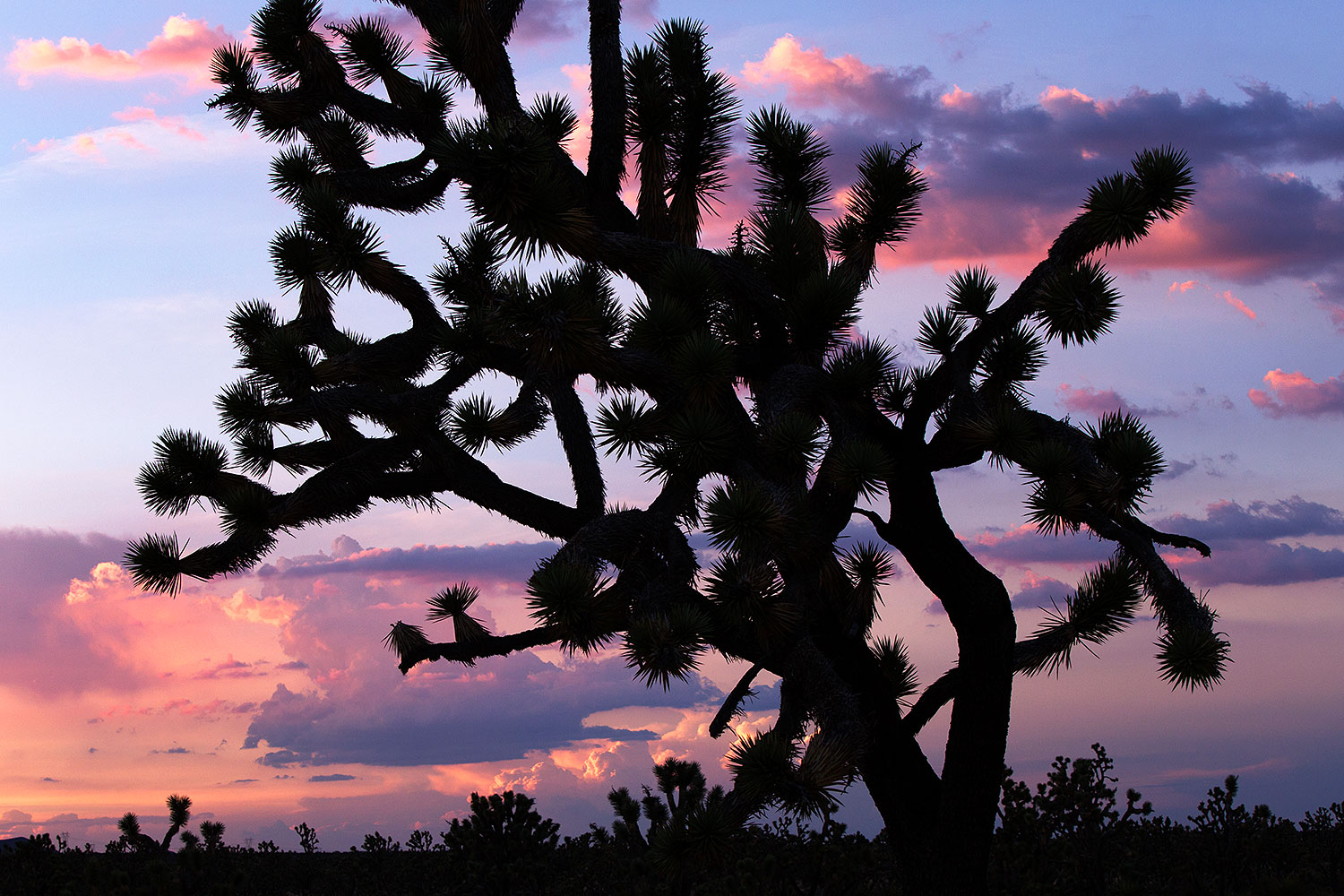 2015-07-02-joshua-trees-6d_2597