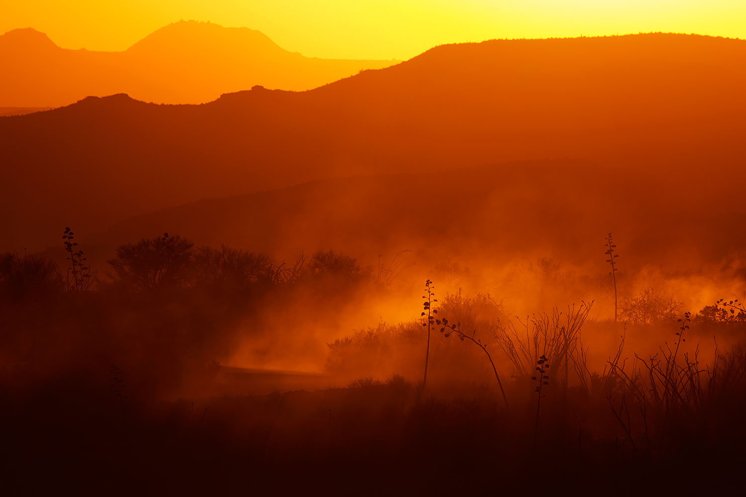 2015-07-08-supers-fish-sun-6d_3855