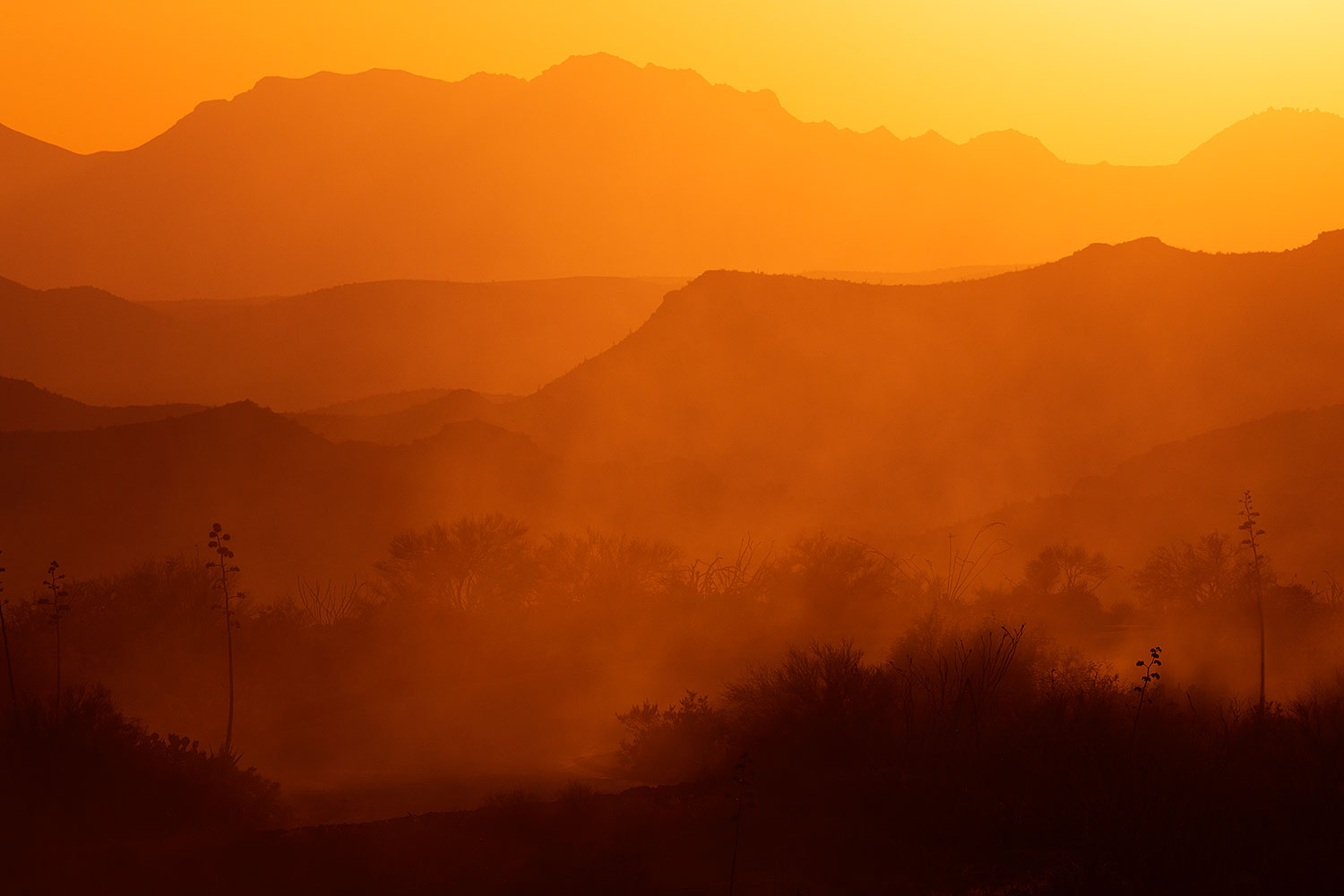 2015-07-21-supers-fish-sun-6d_5444