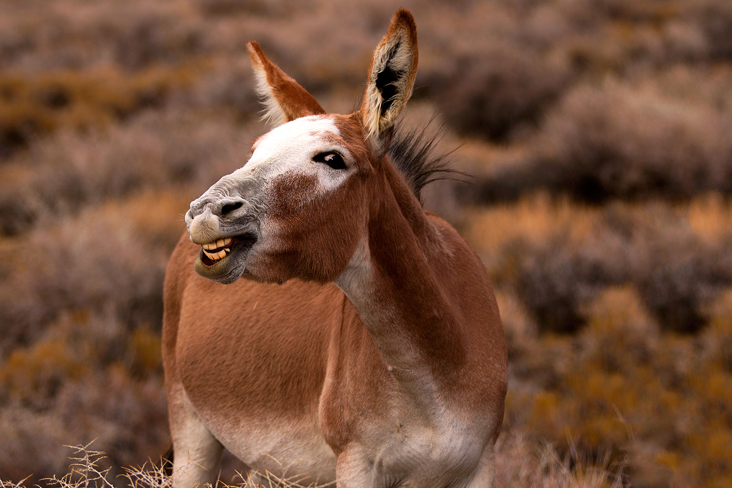 2015 08 05 wildrose donkeys 1dx 1778