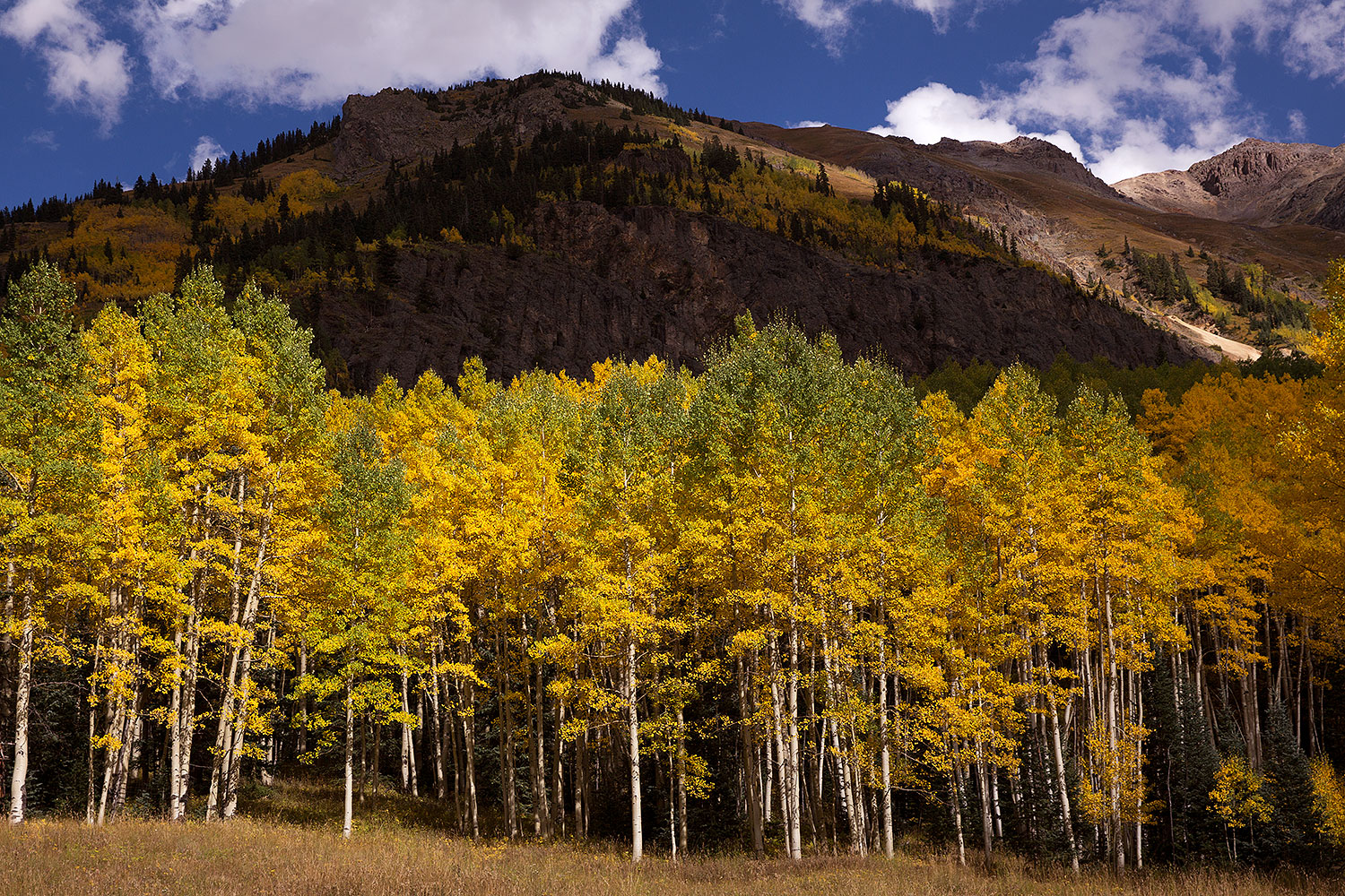 Aspen trees along Red Mountain Pass, Colorado â€¦ September 2015