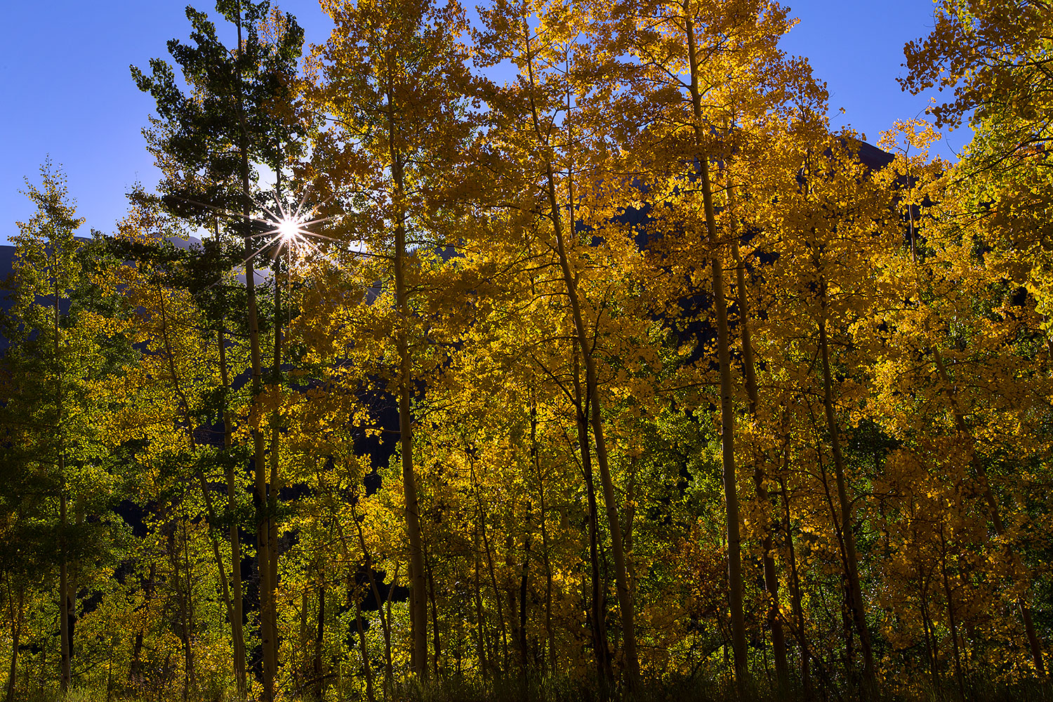 Sun starburst in aspen trees along Red Mountain Pass, Colorado â€¦ September 2015