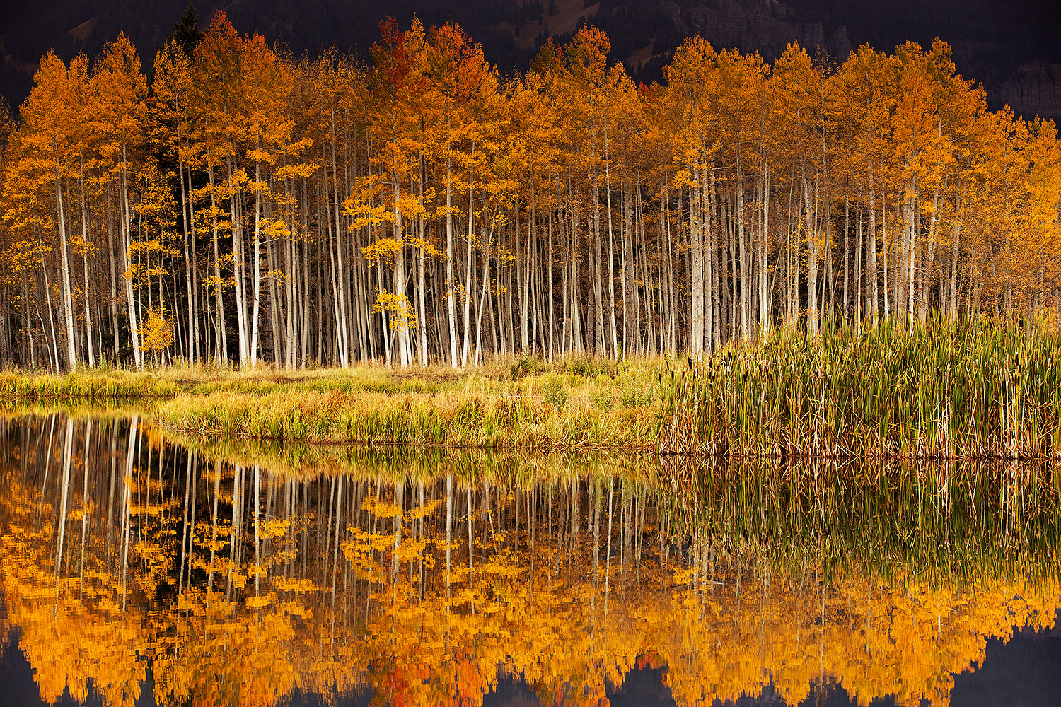 trees