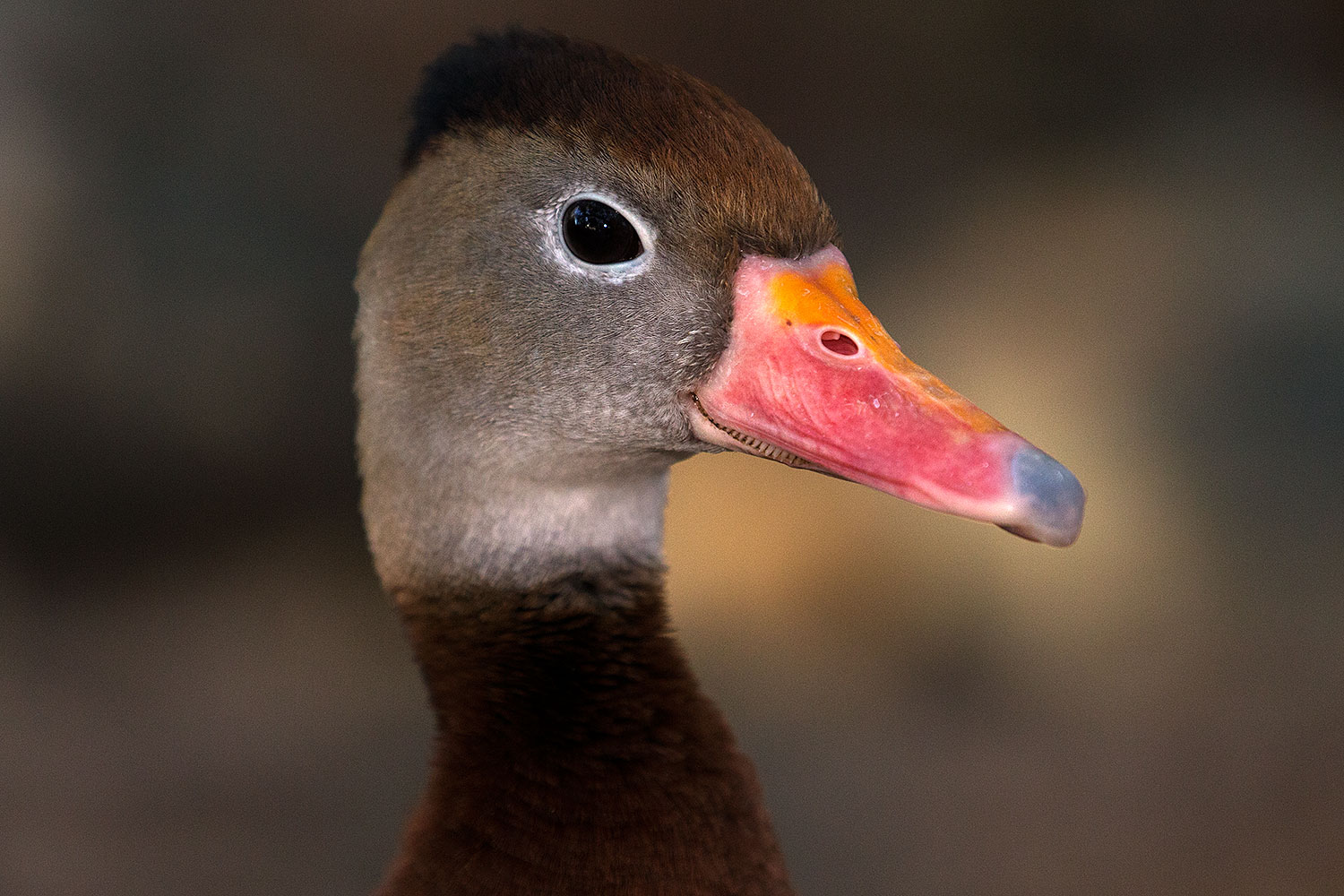 2015 11 29 tucson duck 1dx 00263