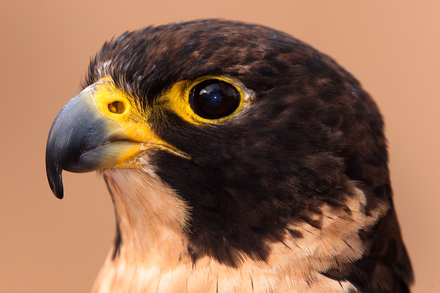 2015 12 12 tucson falcon 1dx 01416