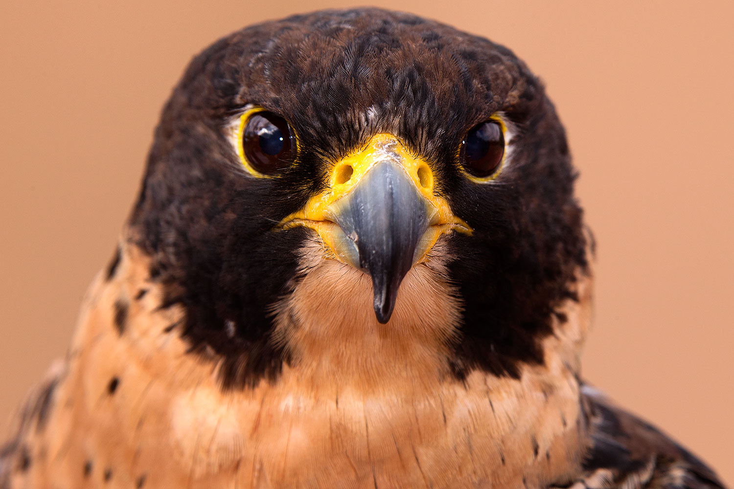 2015 12 12 tucson falcon 1dx 01429