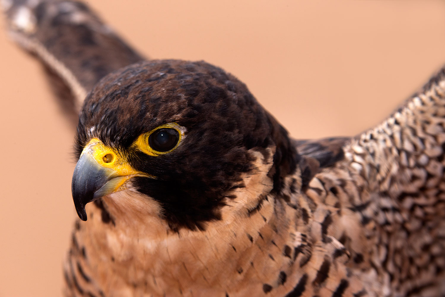 2015 12 12 tucson falcon 1dx 01454