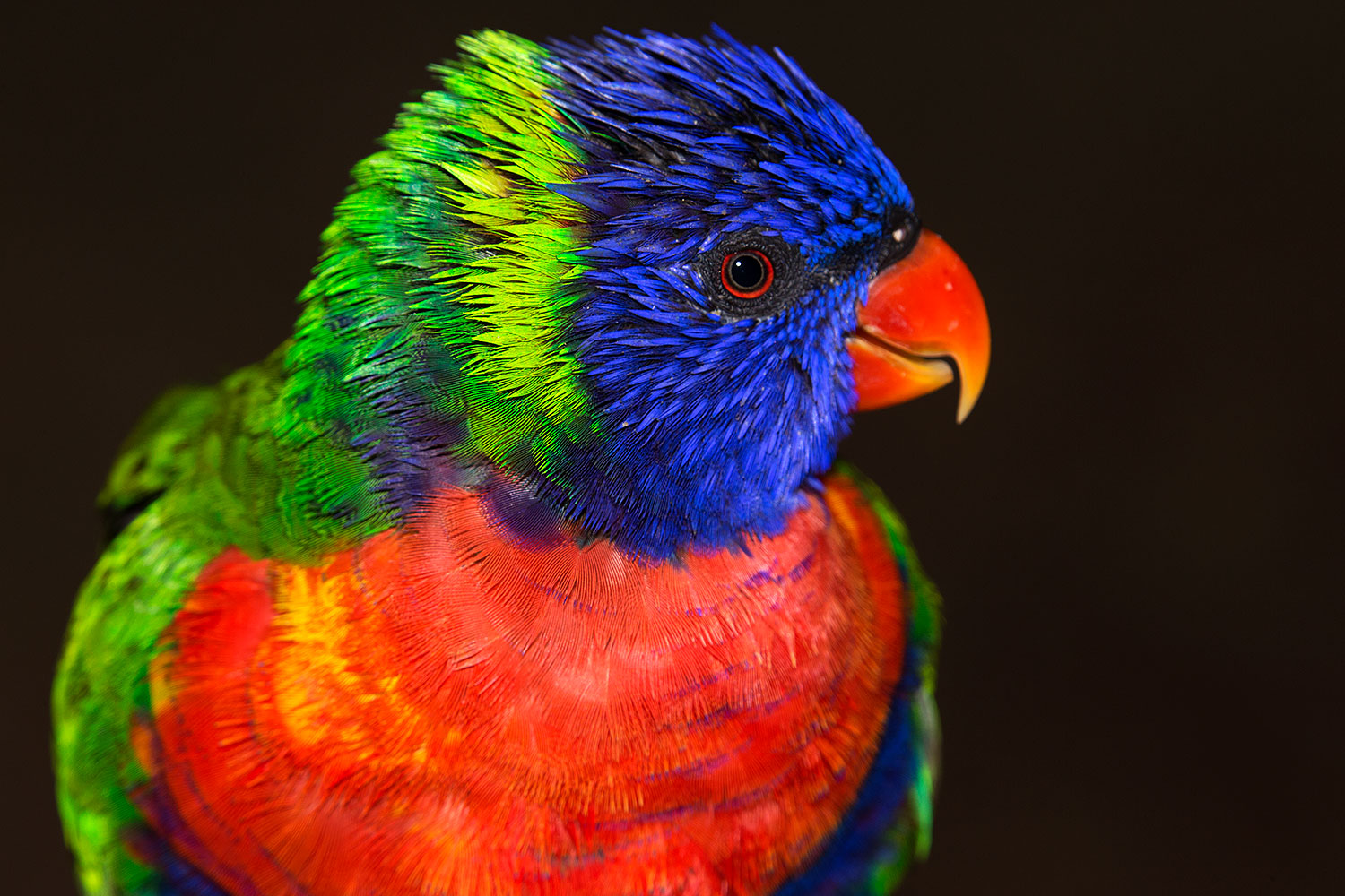 2015 12 12 tucson lorikeets 1dx 01993