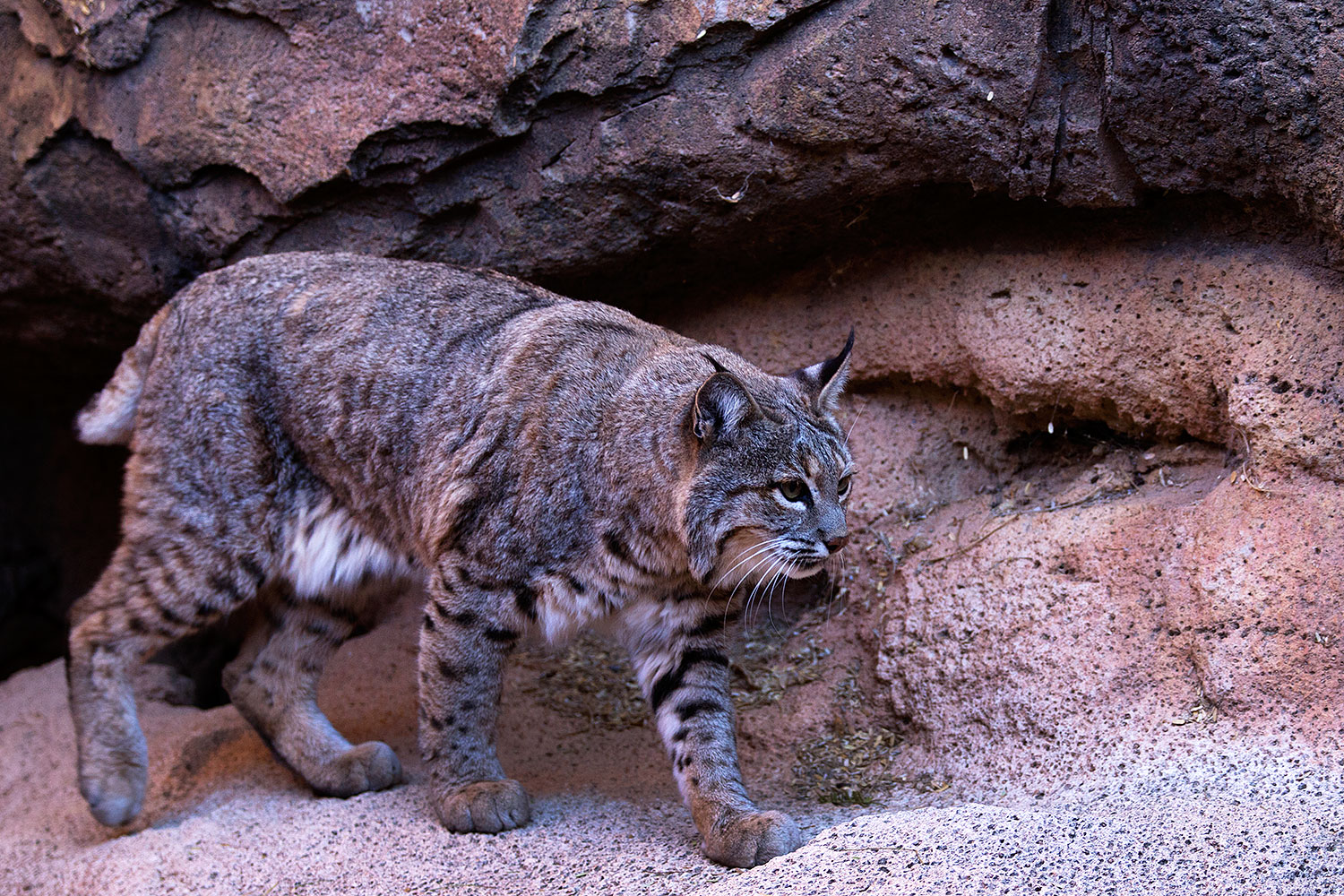 2015-12-30-tucson-bobcat-1dx_04074