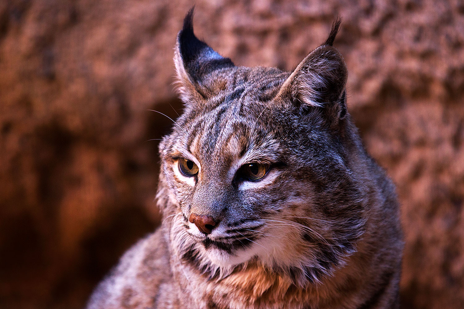 2015-12-30-tucson-bobcat-1dx_04156
