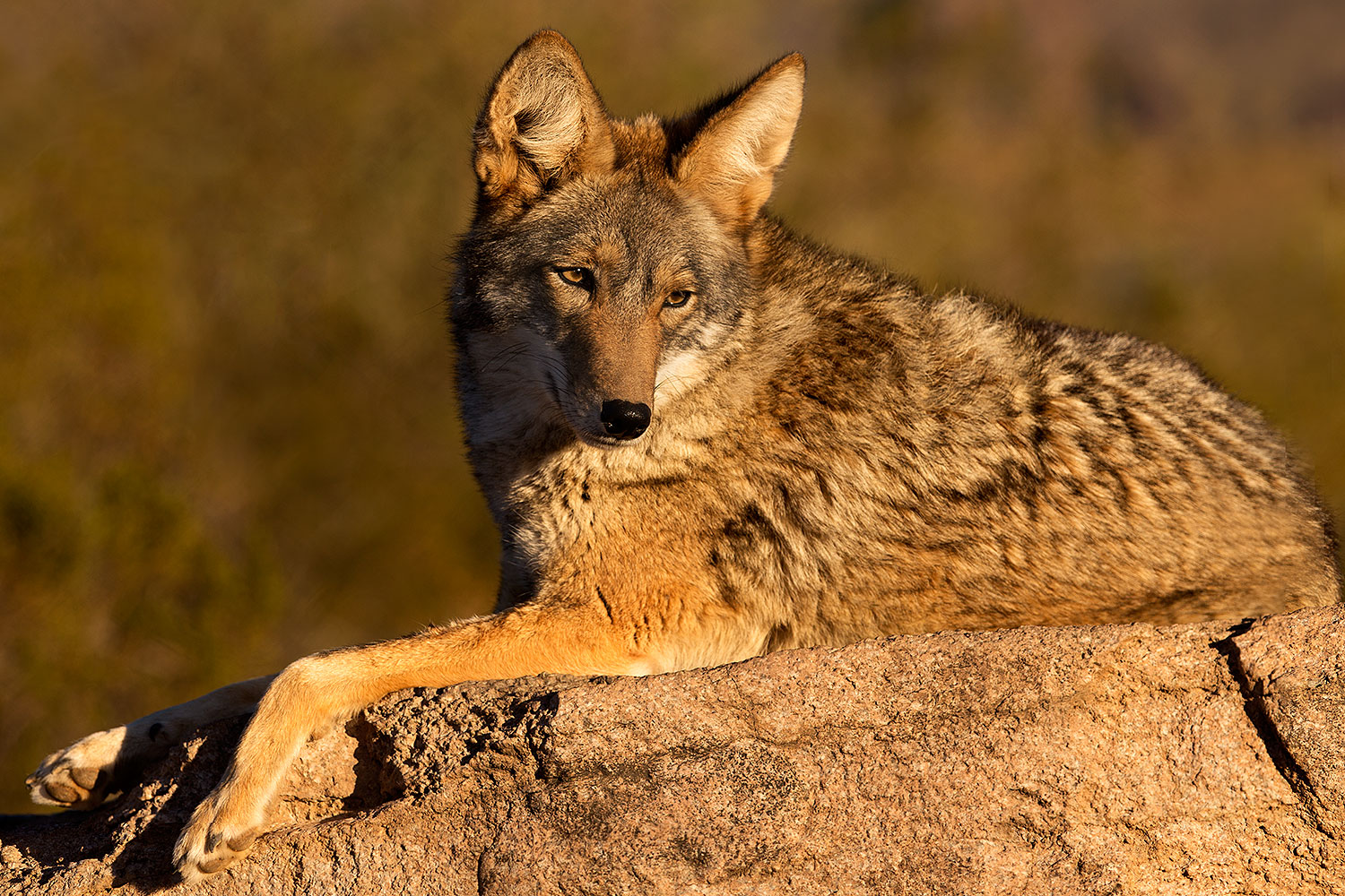 2015 12 30 tucson coyote 80 1dx 04461