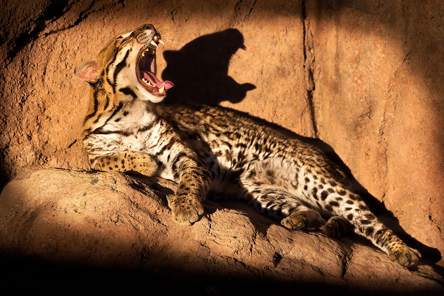 2015 12 30 tucson ocelot 1dx 04291
