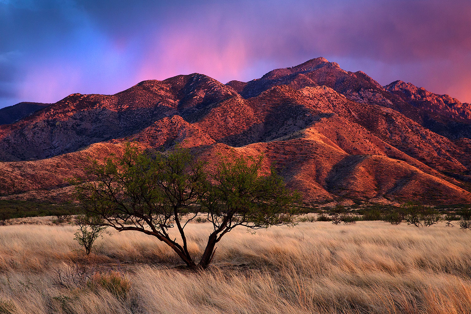 2016-03-31-santa-rita-14-17-1dx_10511