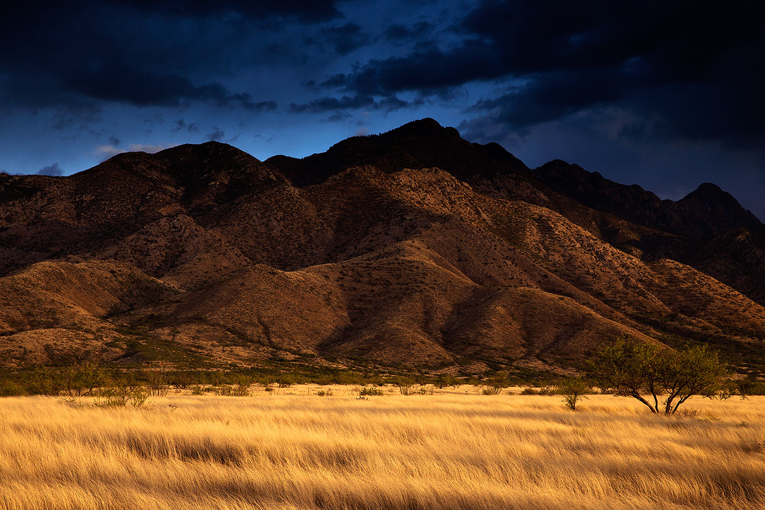 2016-03-31-santa-rita-tree-1dx_10379