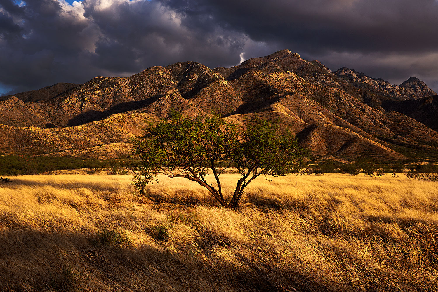 2016-04-08-santa-rita-1f-30b-1dx_10724