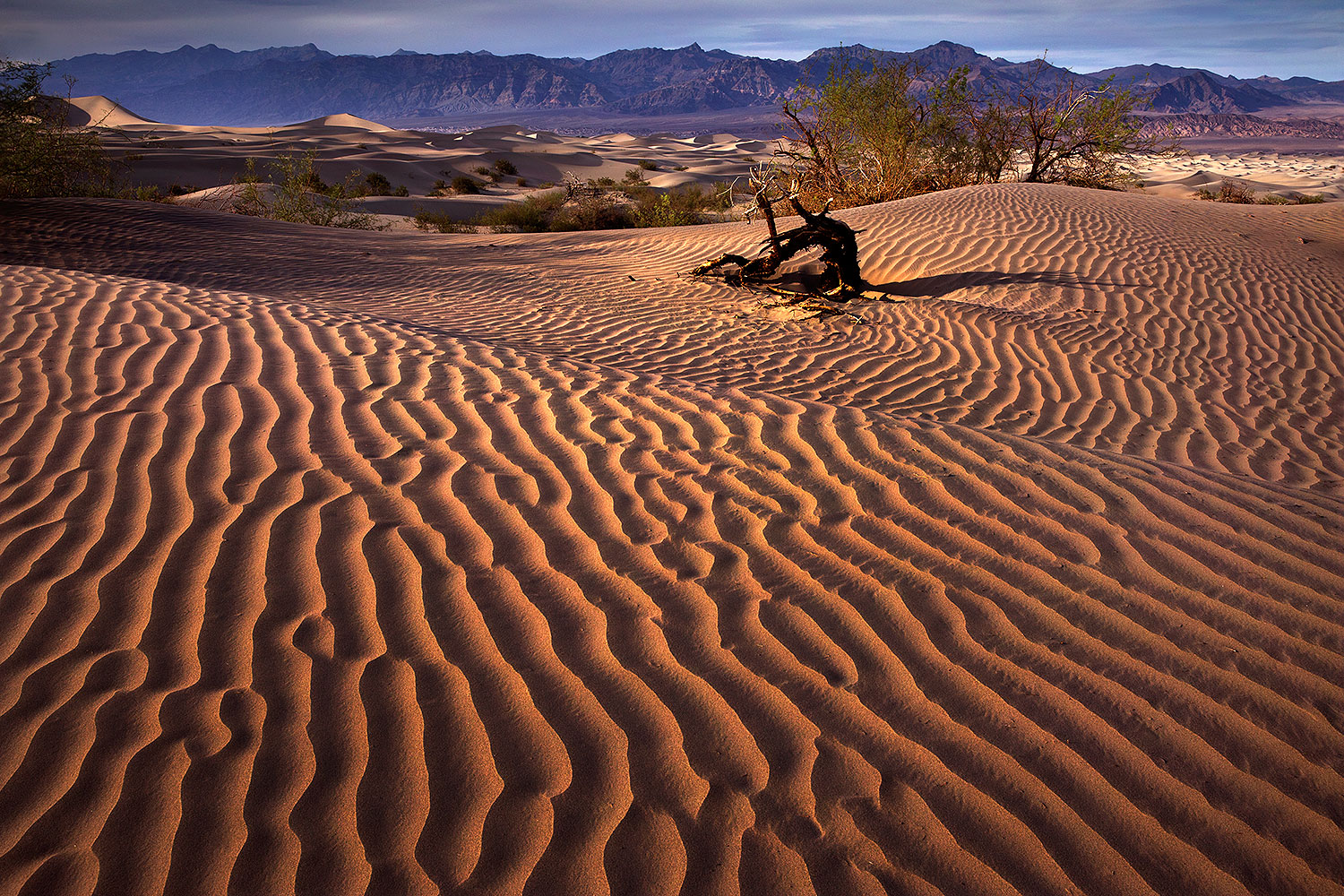 2016-04-26-dv-mesquite-8-81-1dx_11175