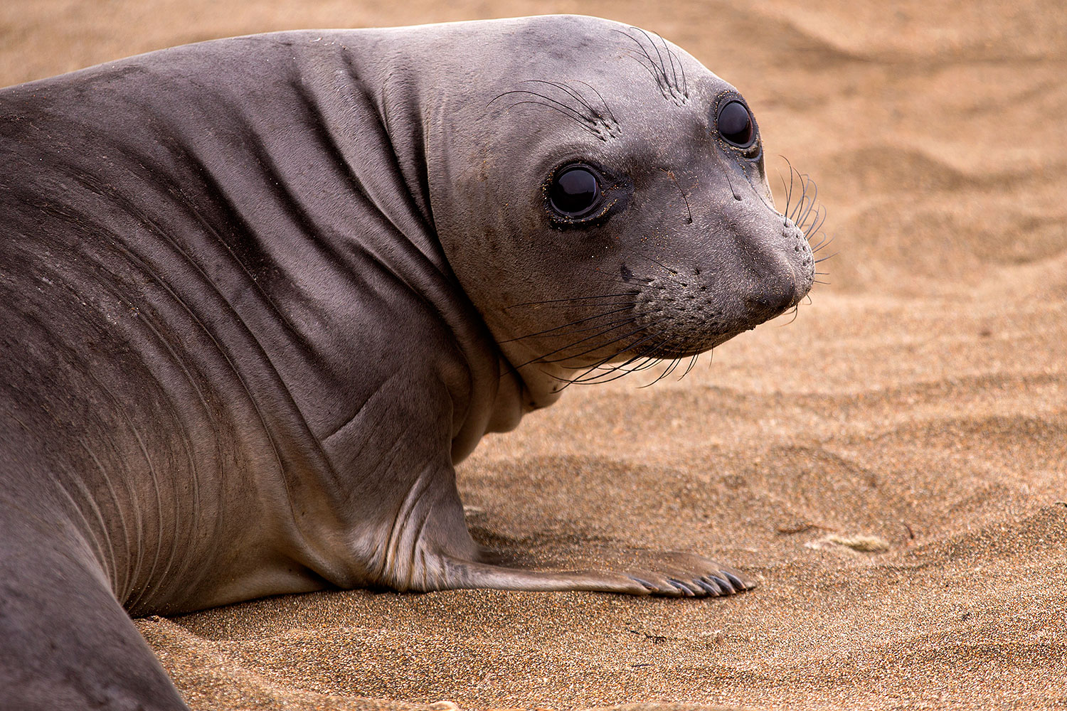 2016 05 12 ca seals 1dx 14105