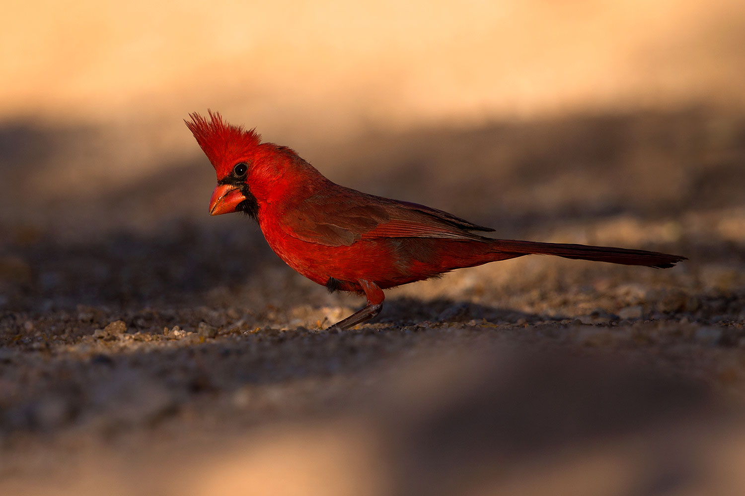2016 05 23 tucson cardinal 1dx 16520