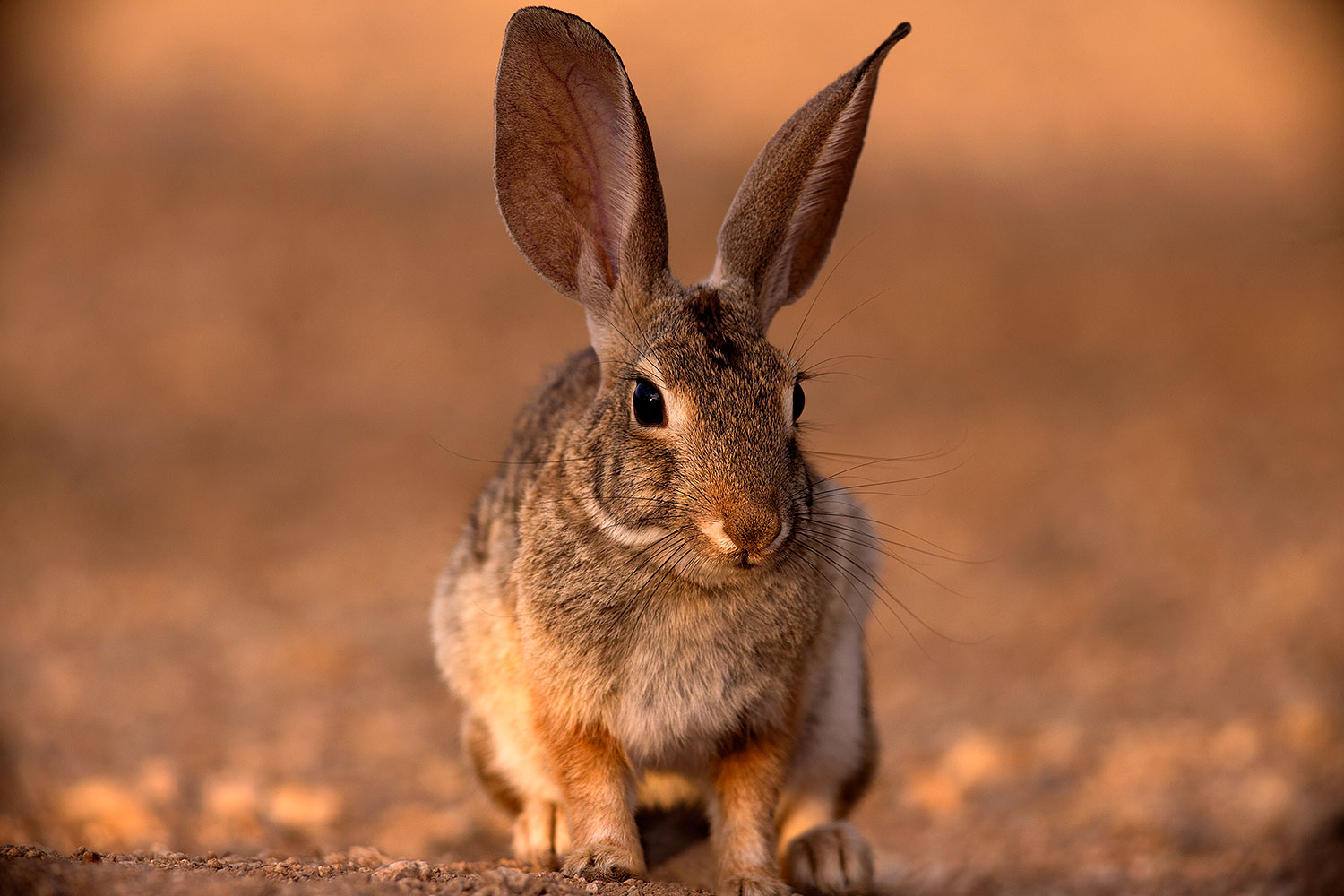 2016 06 09 tucson bunnies 1dx 19102