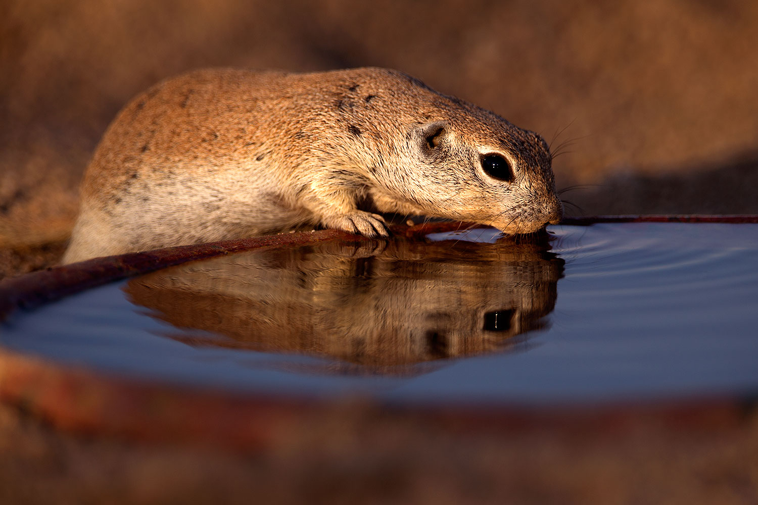 2016-06-19-creatures-reflect-1dx_20699