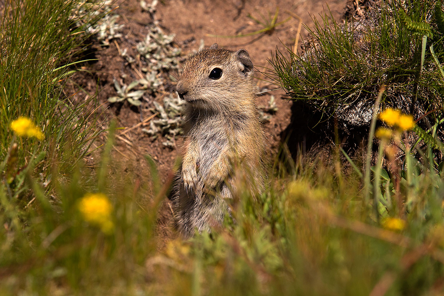 2016-08-01-bishop-creatures-6d_1140