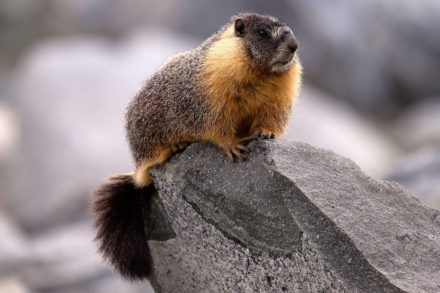 2016-09-03-sierra-marmot-6d_1327