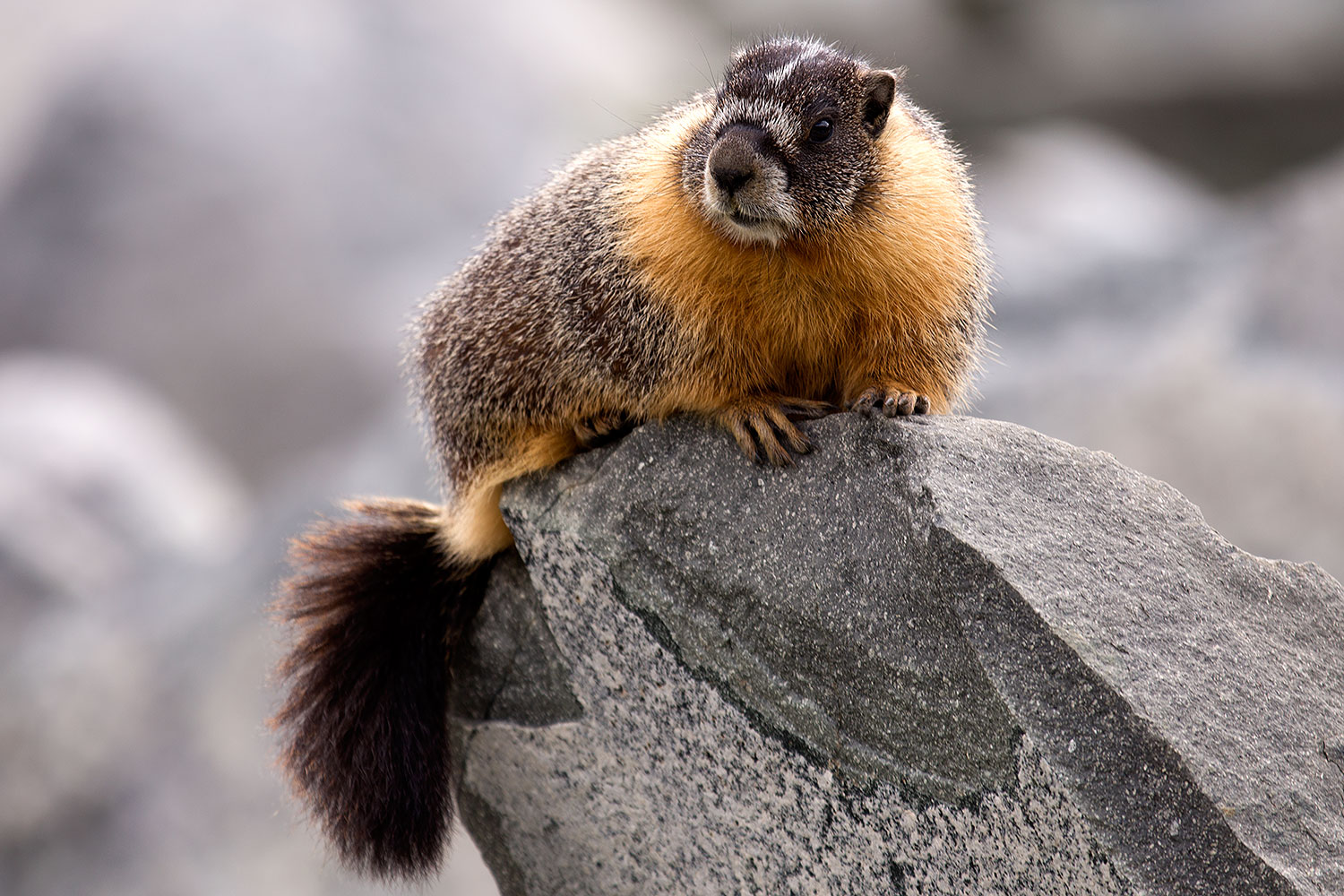2016-09-03-sierra-marmot-6d_1334