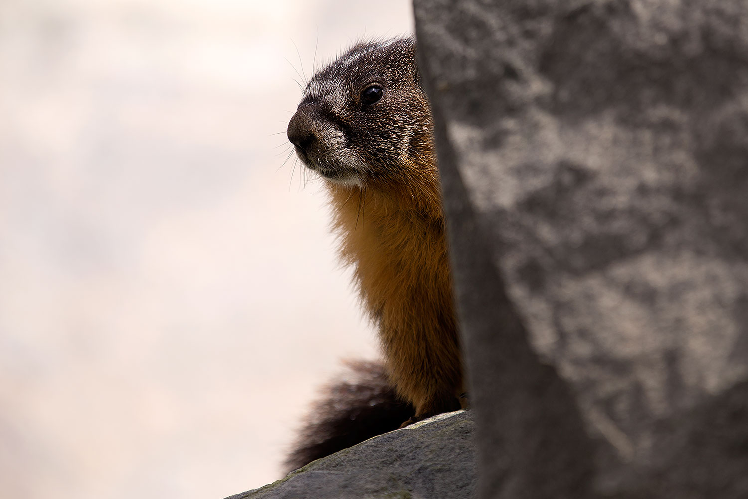 2016-09-03-sierra-marmot-6d_1355