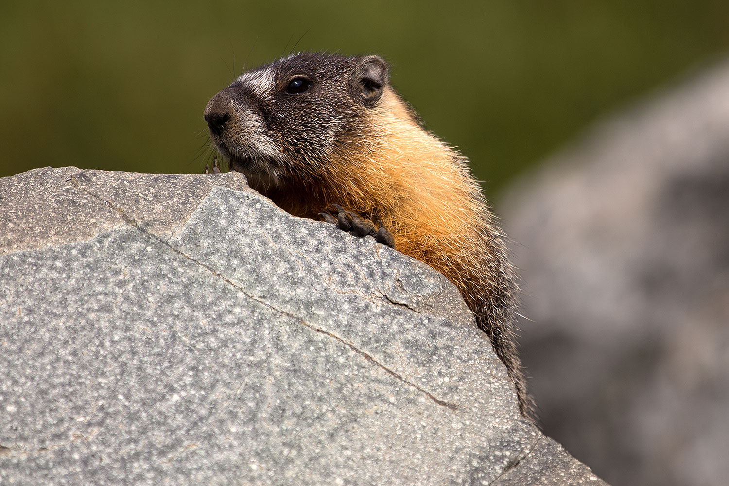 2016-09-03-sierra-marmot-6d_1363