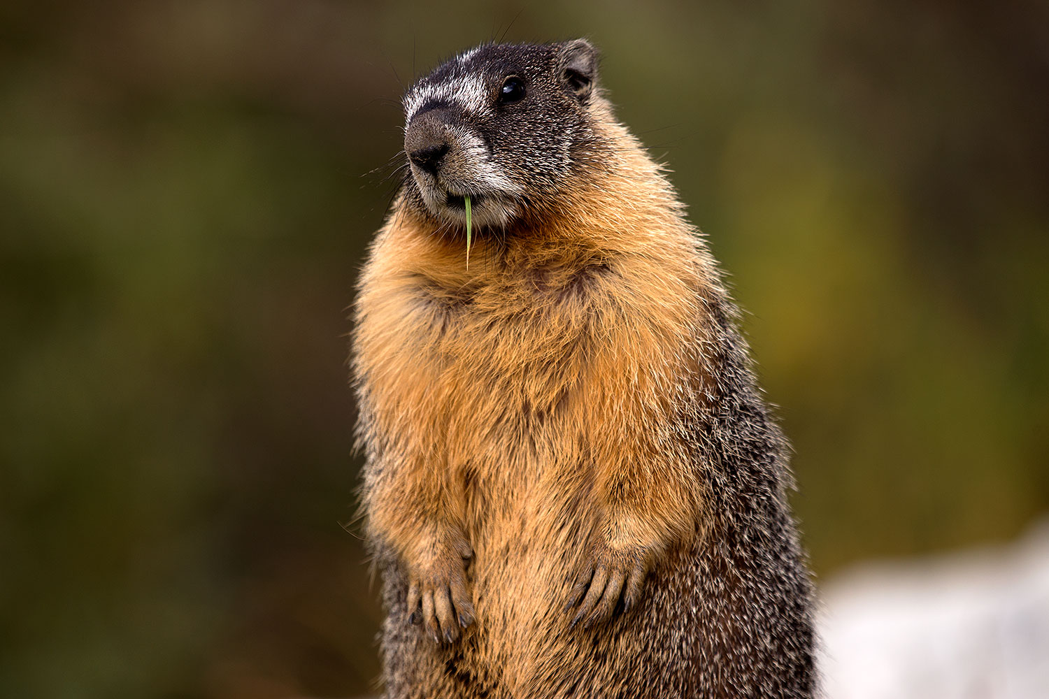 2016 09 03 sierra marmot 6d 1574
